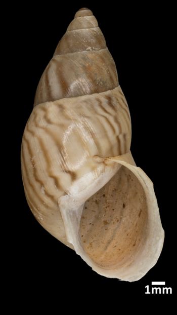 Media type: image;   Malacology 160197 Aspect: apertural